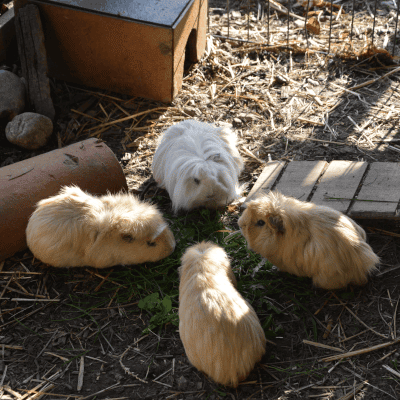 tiere7