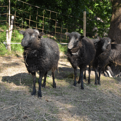 tiere8