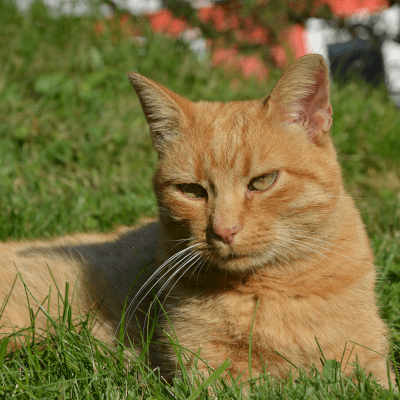 tiere9