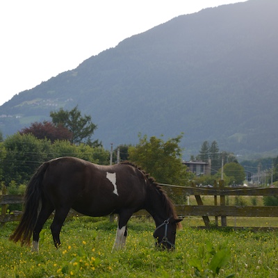 tiere7